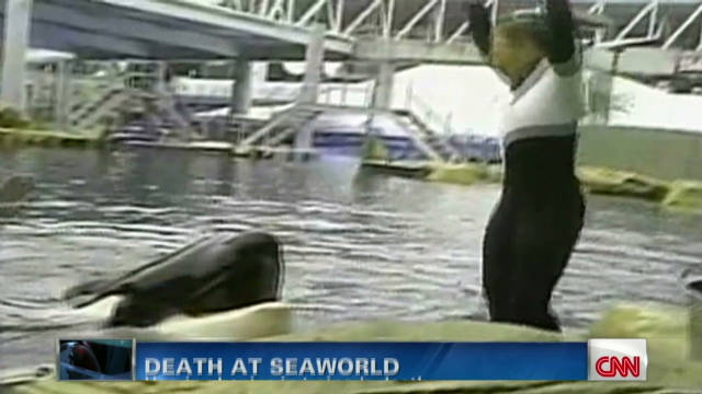 SeaWorld Trainers: Working With Killer Whales Is A Calculated Risk ...