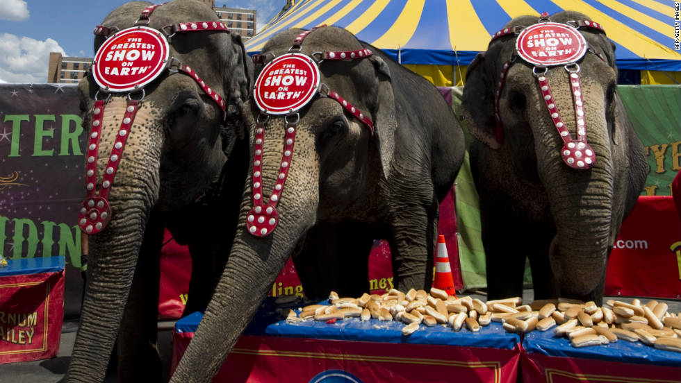 Ringling Bros elephants in Coney Island line up in front of a table full of hot dog buns in July 2010.