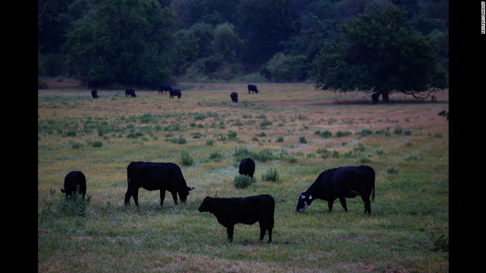 Cattle graze in a field on July 13 near Paris, Missouri. Many ranchers are rushing to sell off their herds as hay supplies dwindle and feed prices soar.