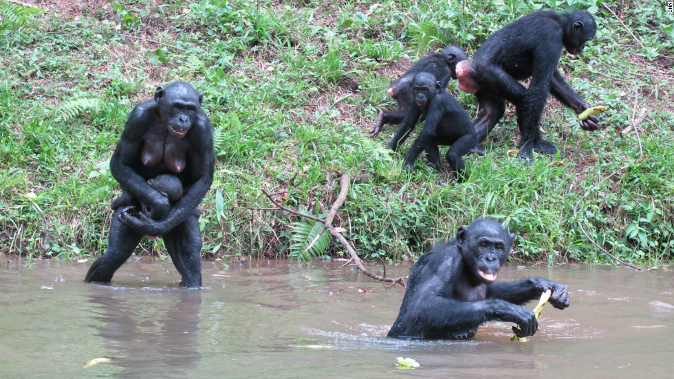 Study: Bonobos talk like our babies do - CNN