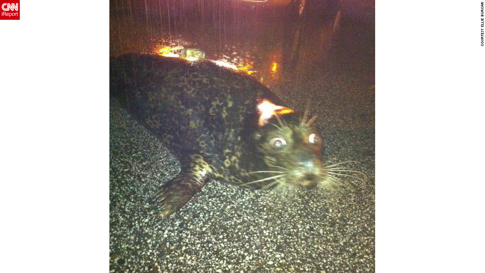 A stranded seal sat on a <a href="http://ireport.cnn.com/docs/DOC-806046">Duluth, Minnesota</a>, roadway after it was washed out of the Lake Superior Zoo during the June flooding. This image, shot by Ellie Burcar - who discovered the seal - went viral. Authorities soon arrived and the seal survived the ordeal.