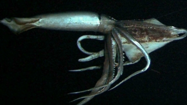 Colossal Squids Diet Plan - cubeposts