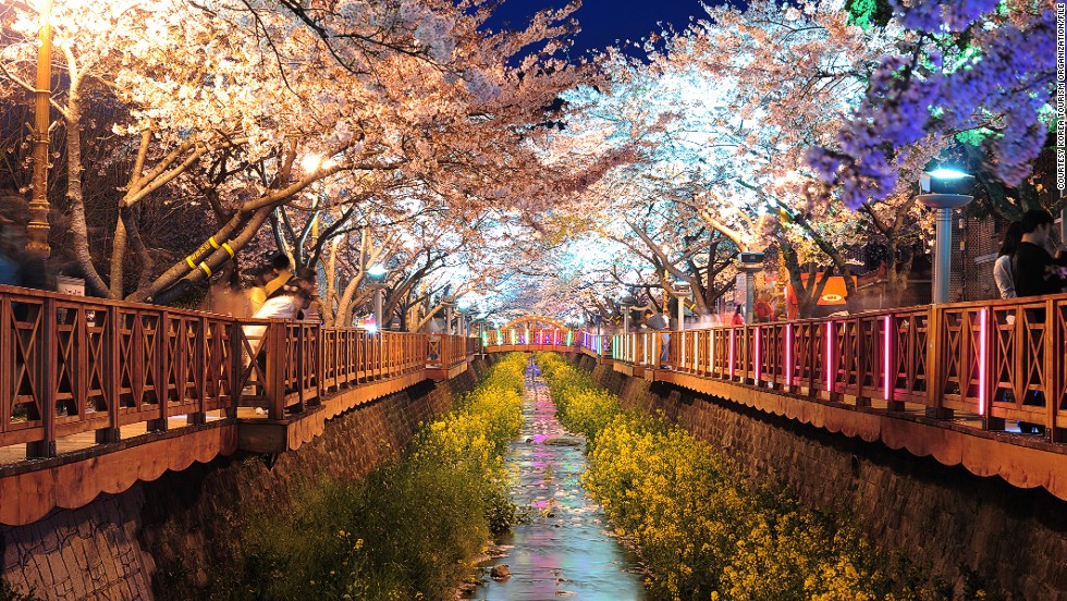 「Sakura in South Korea?」的圖片搜尋結果