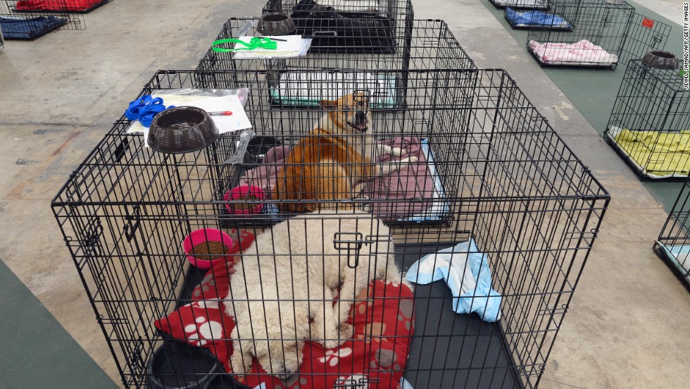 Photos: Pets Rescued After Oklahoma Tornado