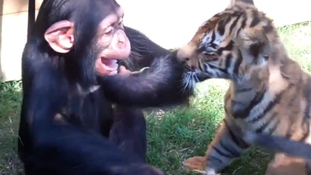 chimpanzee baby tiger