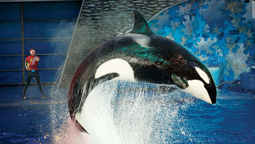 Captivity of Killer Whales Essay - 1541 Words