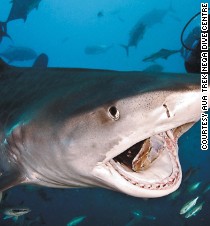 Megalodon is dead: best places to swim with sharks - CNN.com