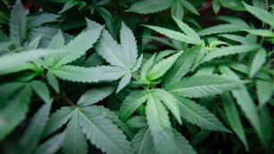 Voters in California, Massachusetts and Nevada approve recreational use of marijuana