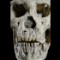 05 acient skulls 1017