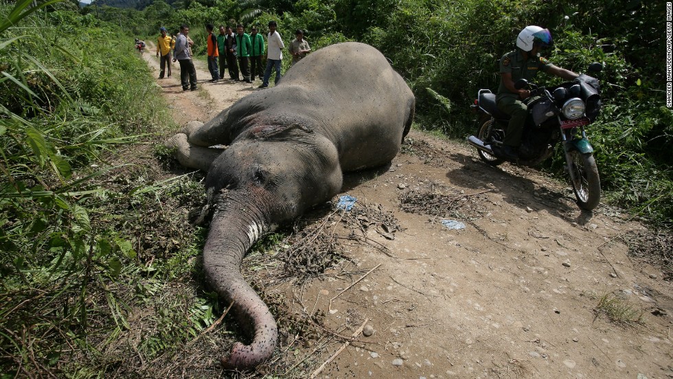 The battle to save Sumatra's elephants from extinction - CNN.com