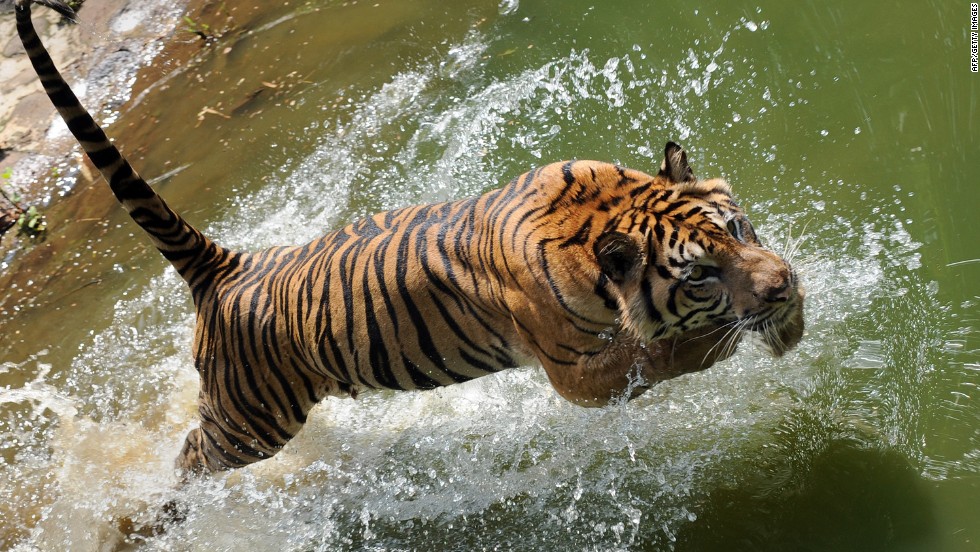 The final days of the Sumatran tiger? - CNN