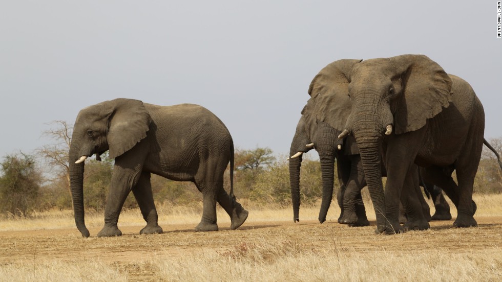 Elephants, rangers face growing threats in Chad - CNN.com