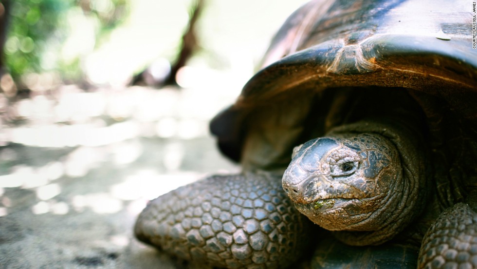 Giant tortoises, white and scarlet ibis, parrots, flamingos and rock iguanas have all been reintroduced.