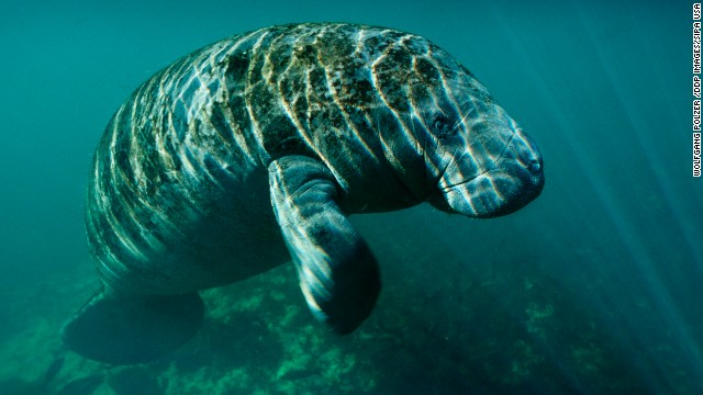 It's official: Manatee no longer listed as endangered