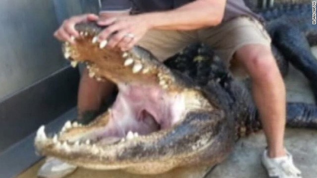 Texas Alligator Attack Man Killed In Orange County