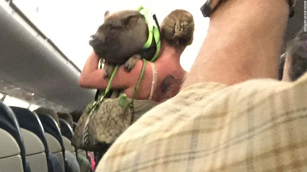 Passenger Robert Phelps took a picture after this passenger was asked to leave a US Airways flight with her &quot;disruptive&quot; pig.