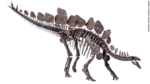 stegosaurus bone