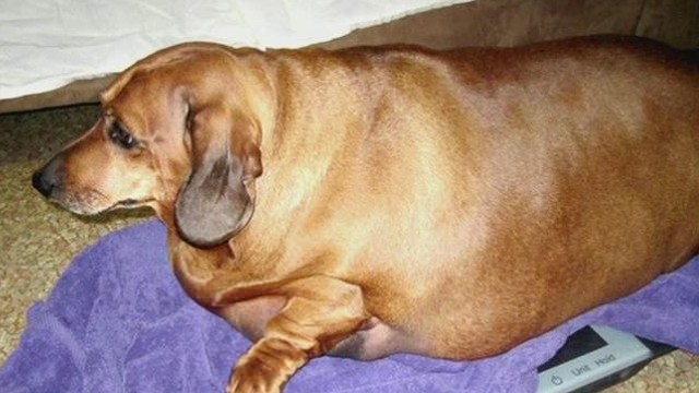 weiner dog floatie