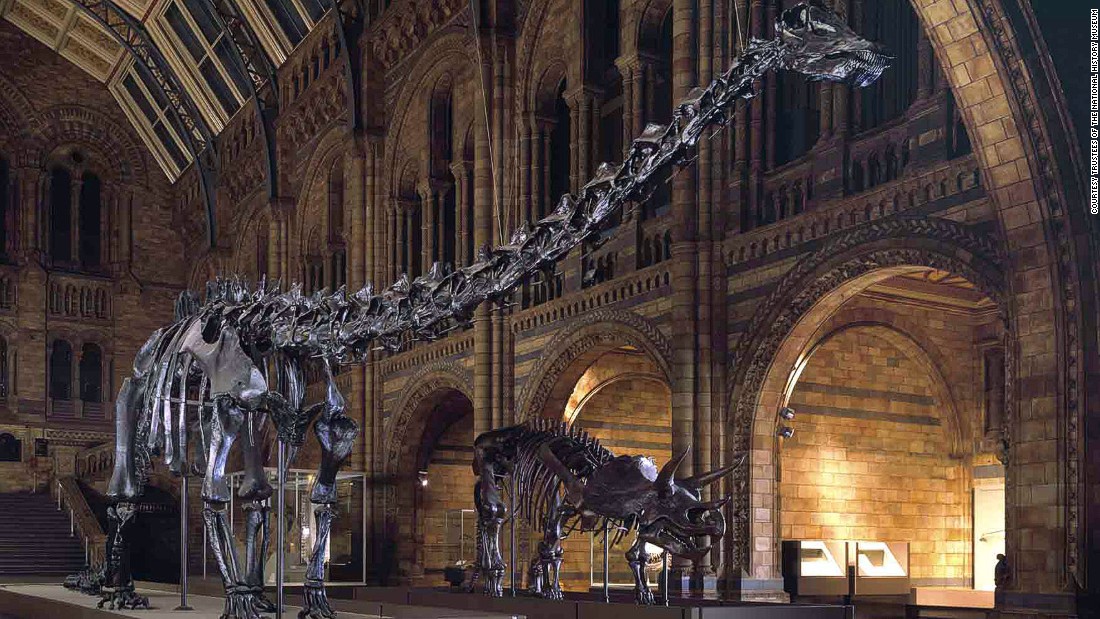 diplodocus skeleton natural history museum