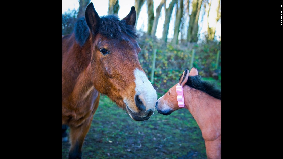 cuddle clones horse