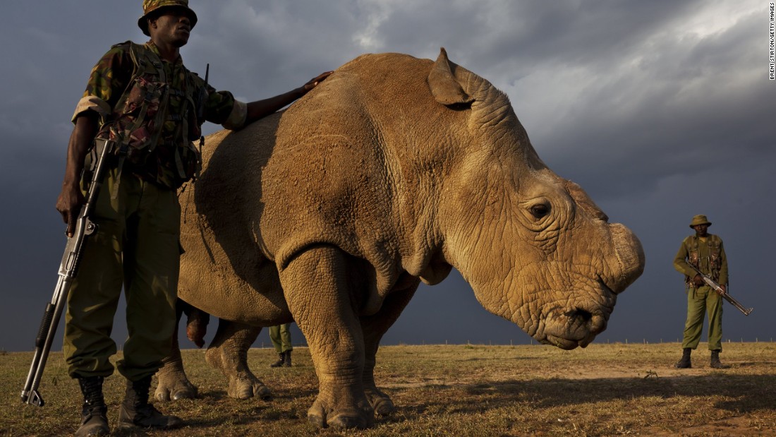 Just One Male Northern White Rhino Left! – Only OMG