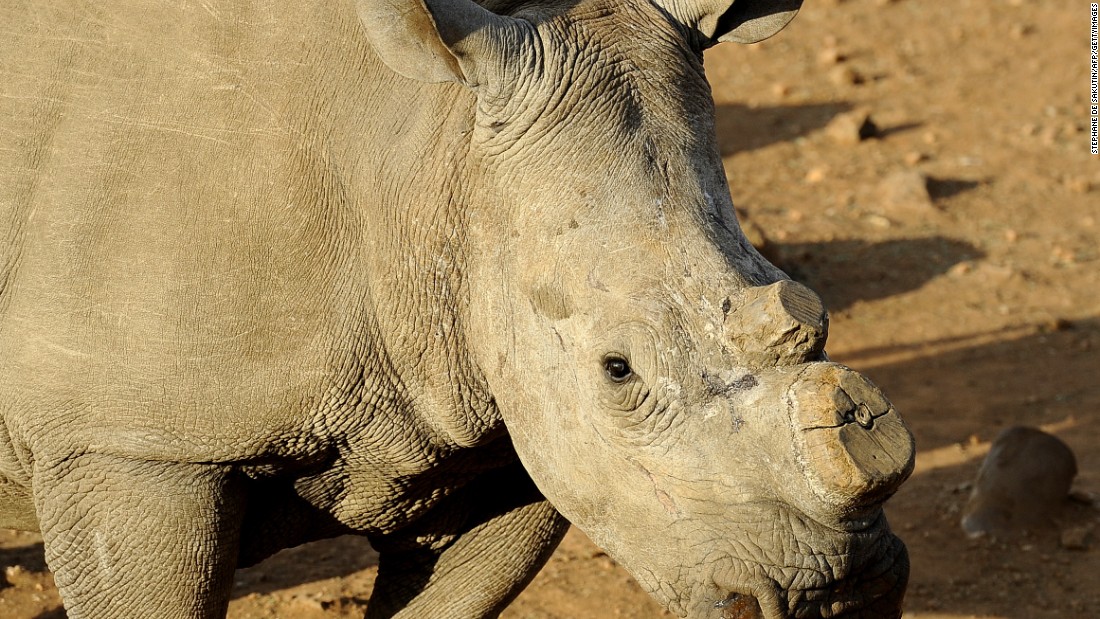 Biotech startup creates rhino horns - without rhinos - CNN.com