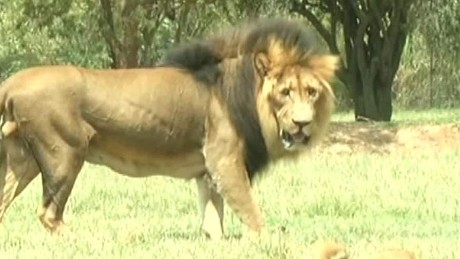 lion attack killed tourist american cnn africa describes driver south woman moments mauling