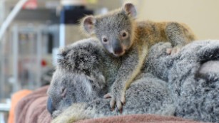 Baby koala won&#39;t leave mom during her surgery
