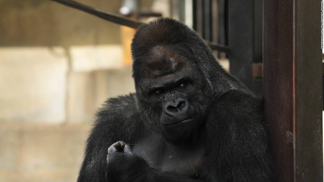 Surprisingly Handsome Male Gorilla Excites Women Cnn 5253