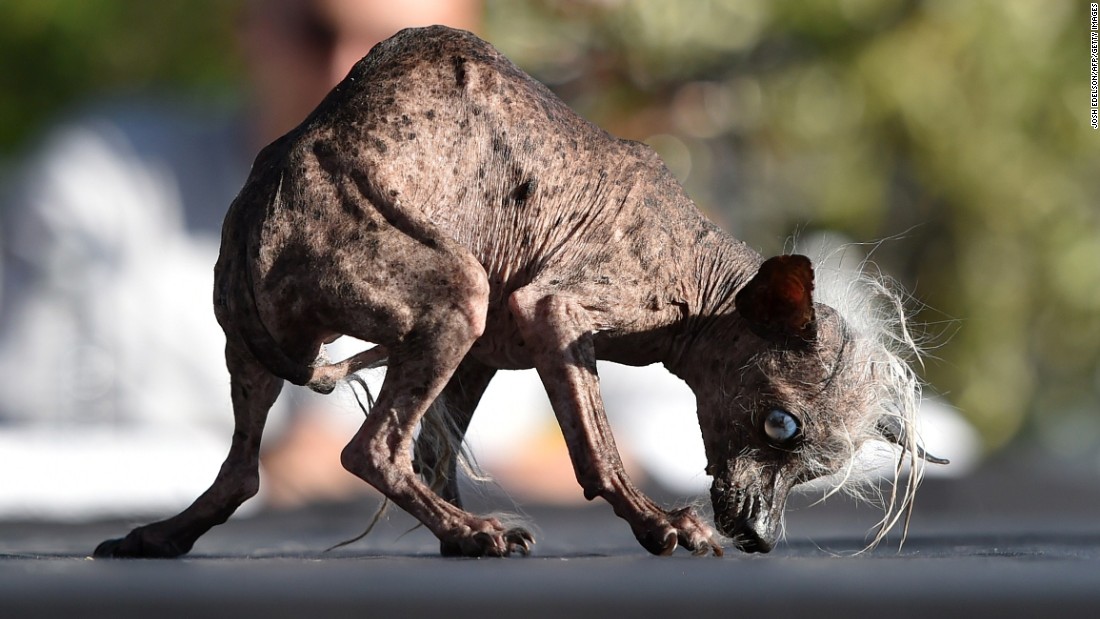 Meet the world's ugliest dog CNN