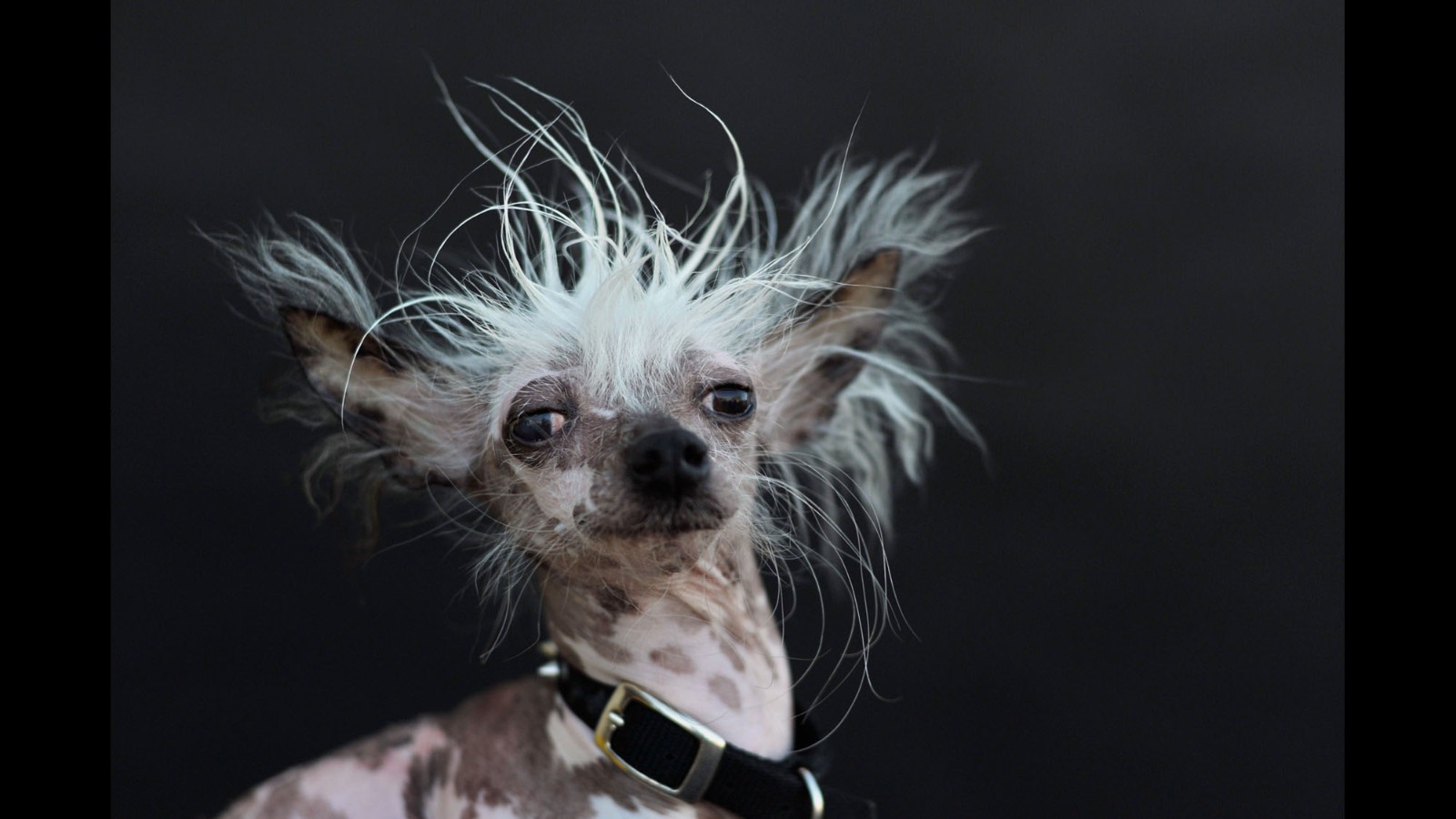 meet-the-world-s-ugliest-dog-cnn