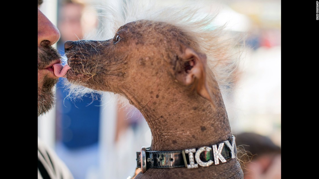 Meet the world's ugliest dog CNN