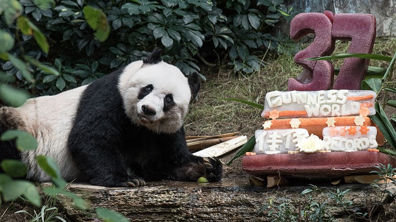 Jia Jia sets Guinness World Record as oldest panda - CNN.com