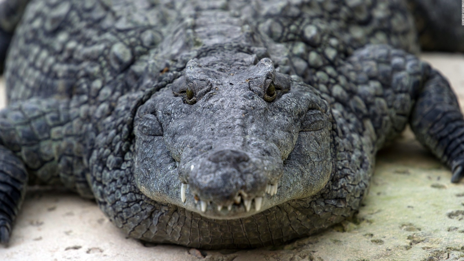 Nile crocodiles identified in South Florida CNN