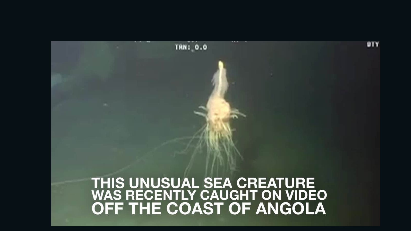 Rare 'flying spaghetti monster' caught on video - CNN Video
