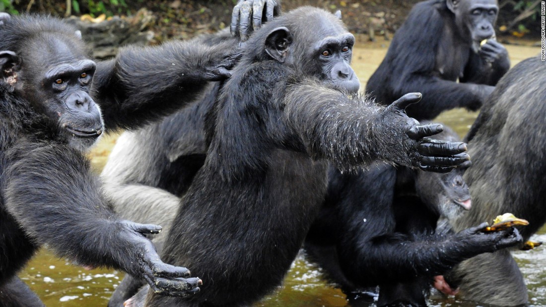 Chimpanzee Diet In Captivity Book