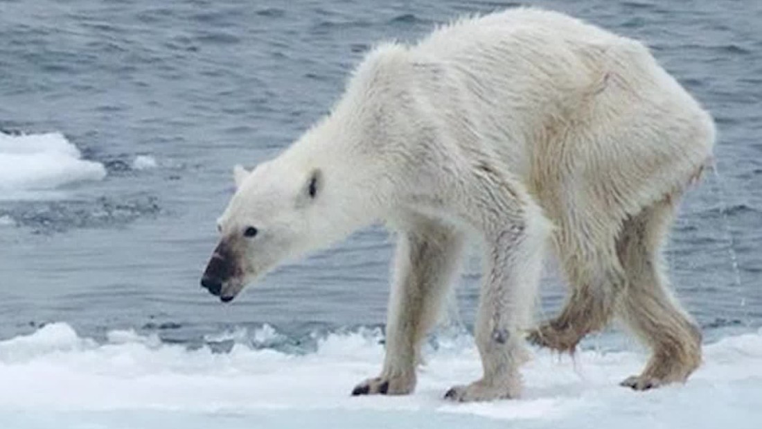 emaciated-polar-bear-what-s-to-blame-cnn-video