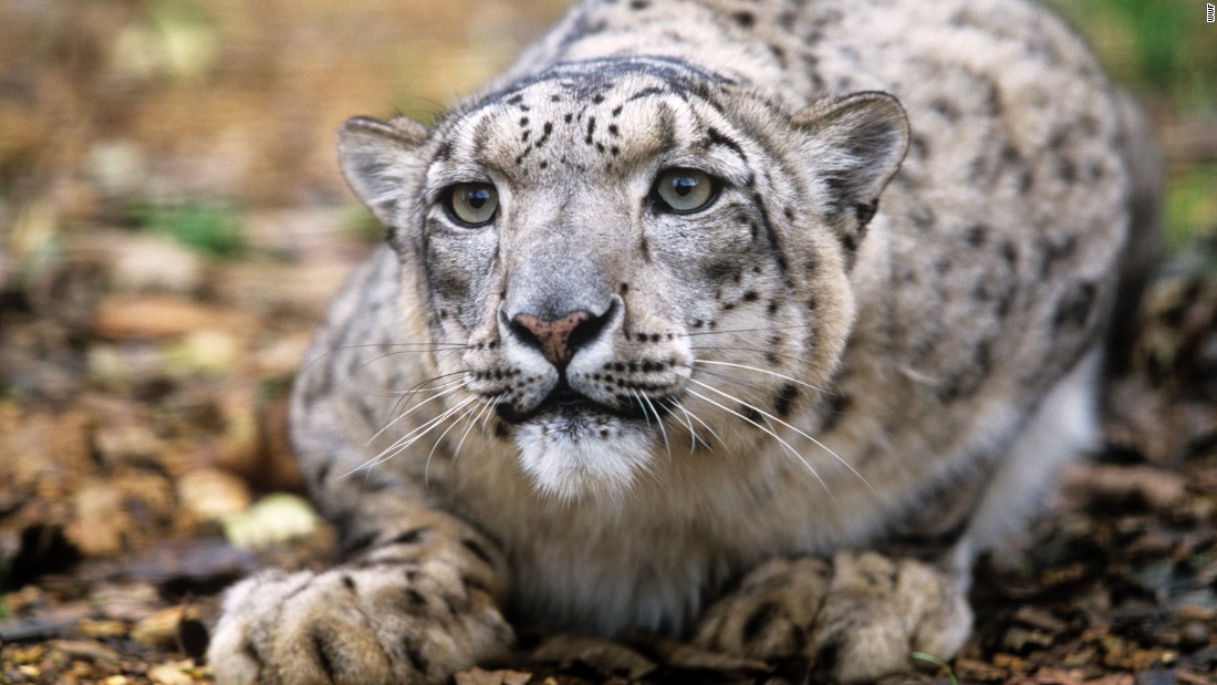 Breeding Programs For Snow Leopards Diet