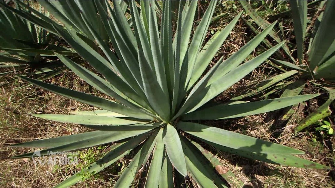 Sisal The most useful plant you�ve never heard of