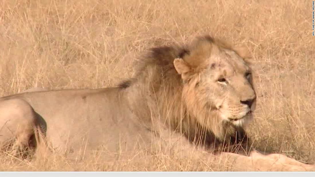 U.S. lists African lions as endangered - CNN Video