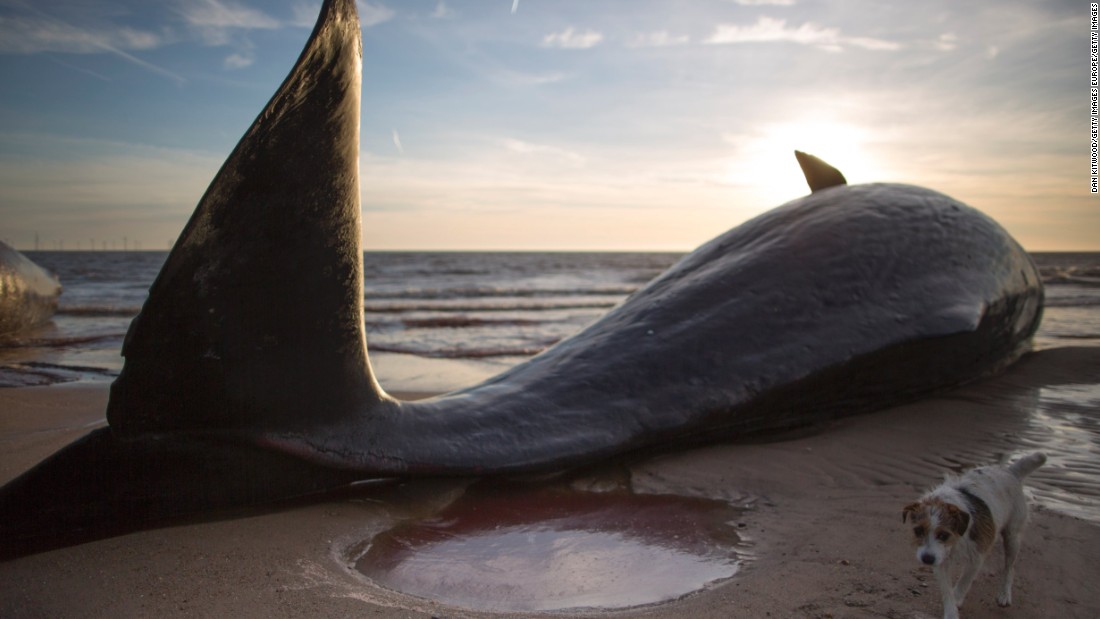 Three Dead Sperm Whales Washed Ashore On English Beach