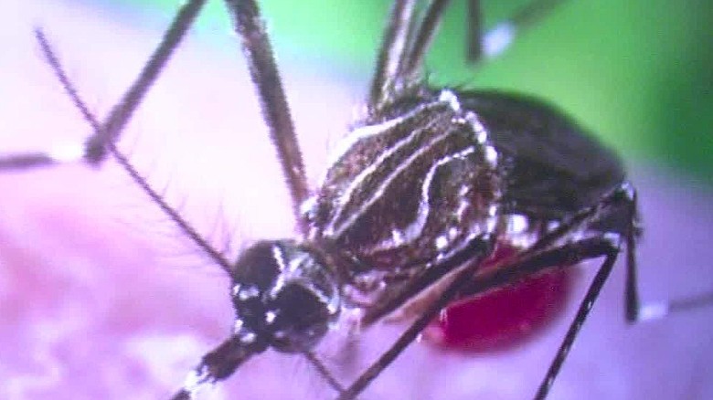 Zika Virus Was Sexually Transmitted In Texas Cdc Says 