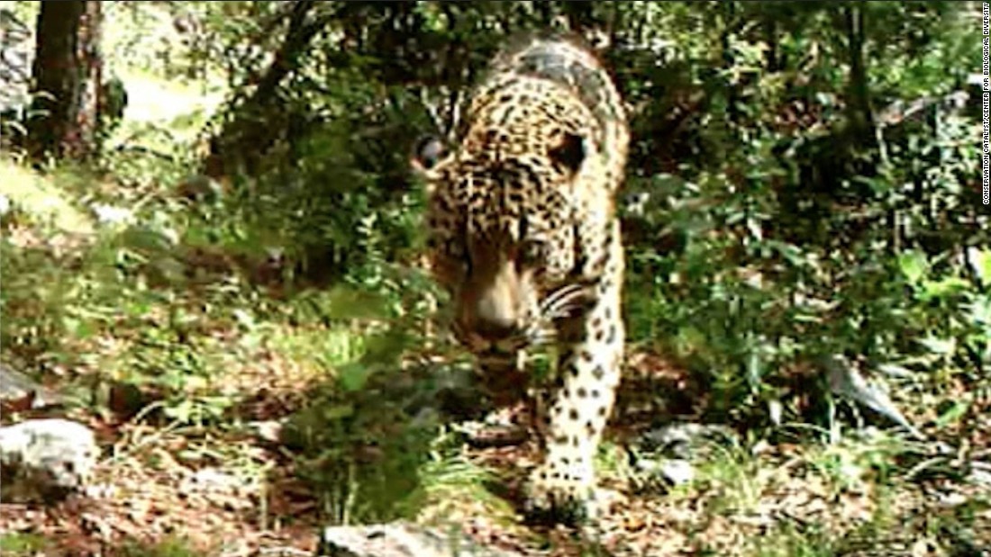 Wild jaguar in U.S.? There's video of one in Arizona - CNN
