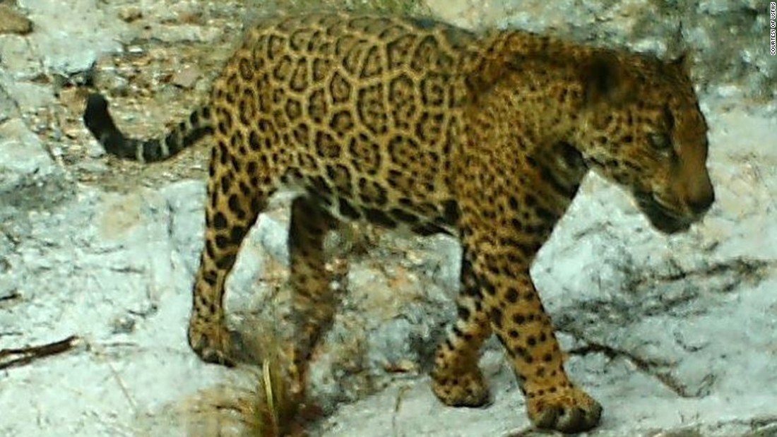 Arizona's elusive, wild jaguar leads intriguing life - CNN