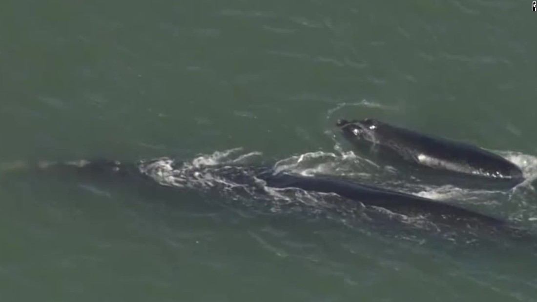 Rare Endangered Whales Spotted In Florida Inlet - CNN Video