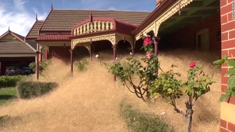 Hairy Panic Grass Takes Over Rural Town