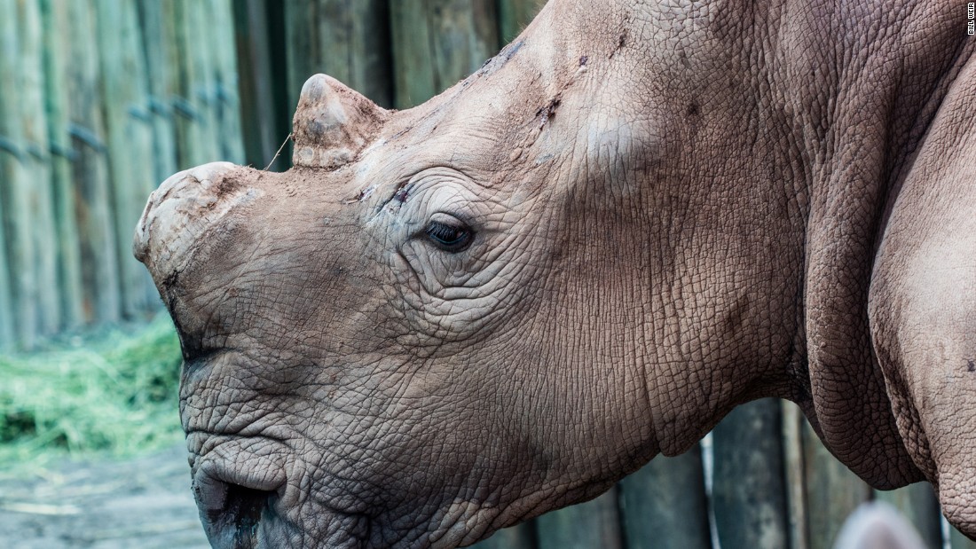 black rhinoceros conservation status black rhinoceros conservation status