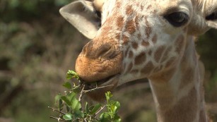 Rescue giraffe becomes friend with baby elephants