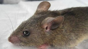 Lassa fever death rates in Nigeria higher than expected
