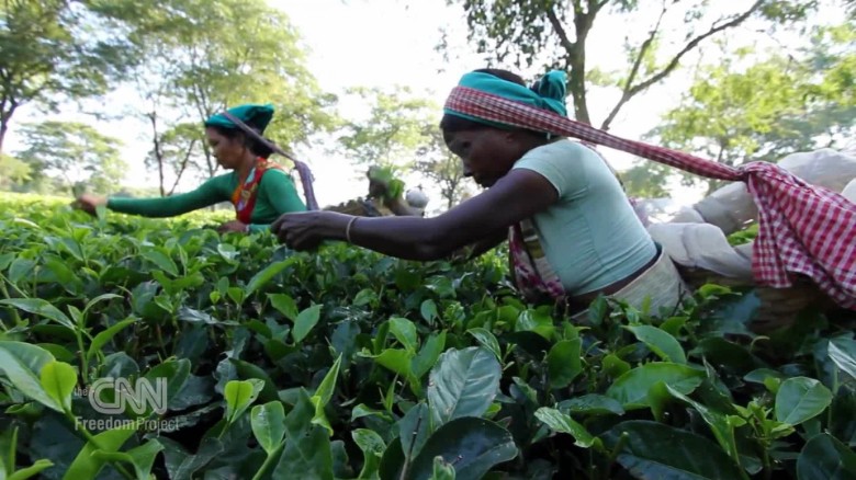 Human Trafficking From Tea Plantations
